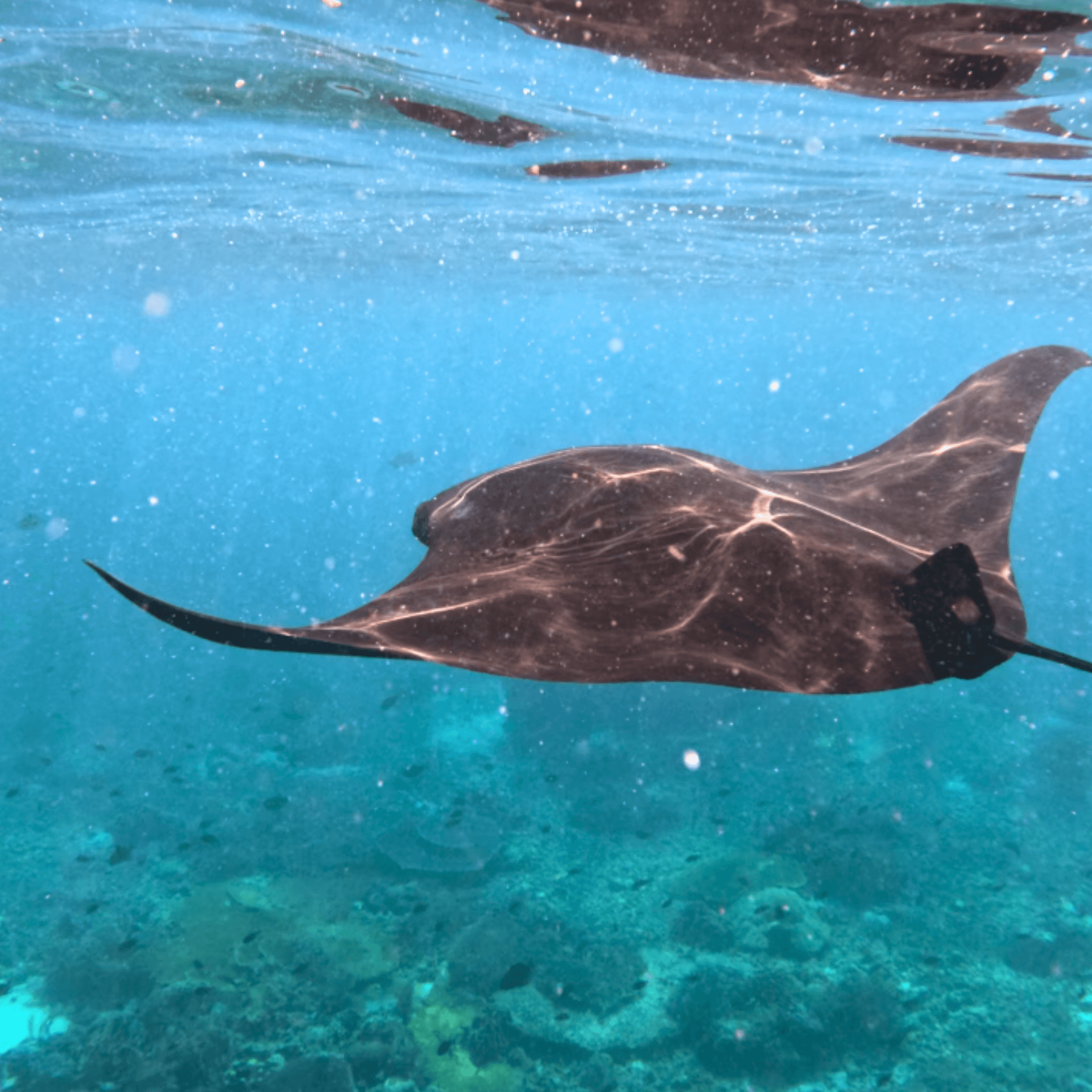 Manta Point